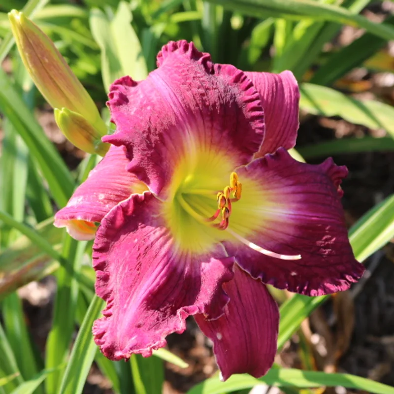 David Scott Turk from Haley_Springs_Farm