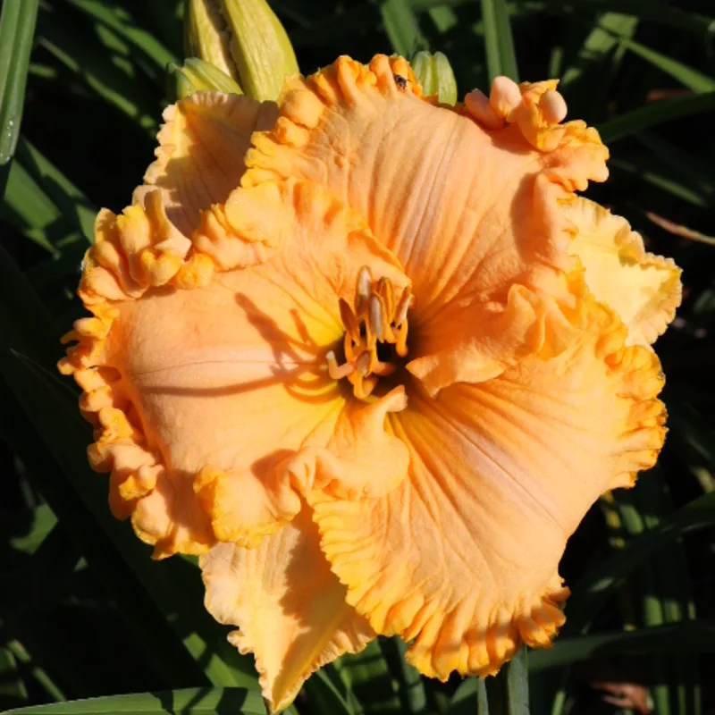 Patsy Cline daylily bloom