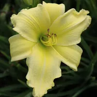 Lemon Vista thumbnail