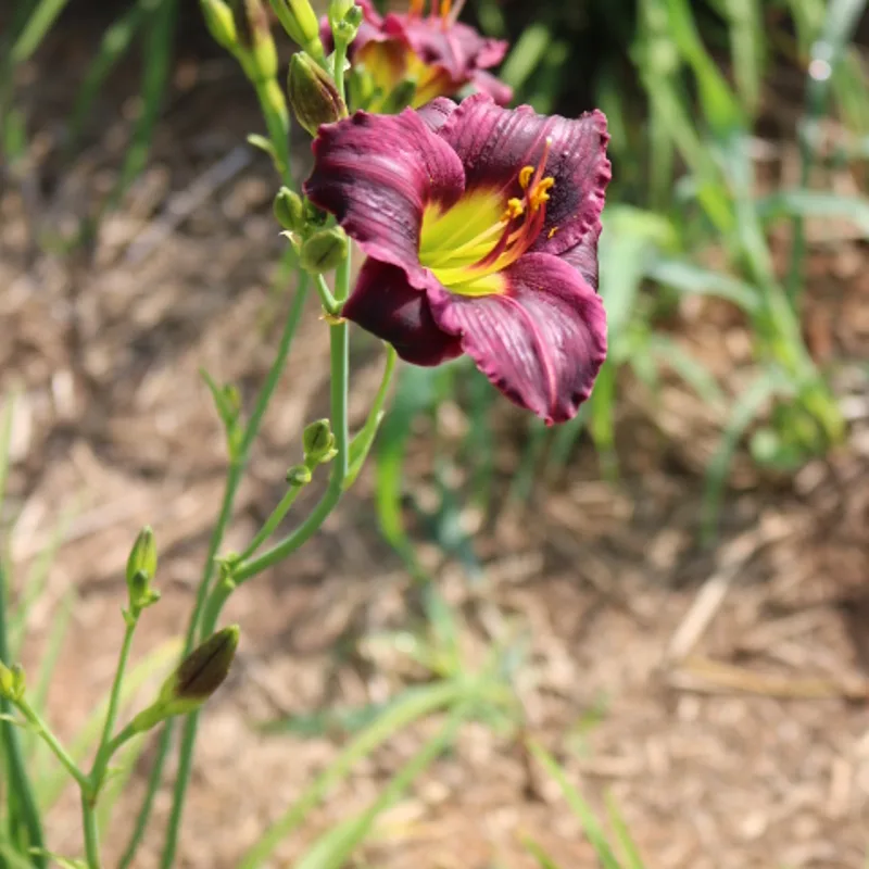 Barbary Corsair from Haley_Springs_Farm