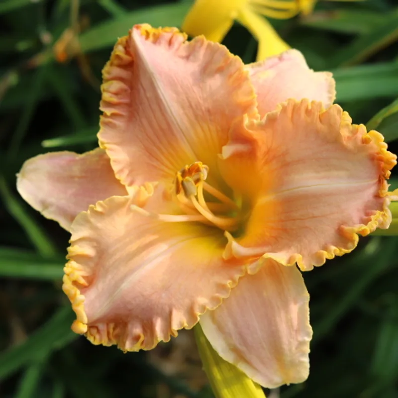 Spacecoast Starburst daylily bloom