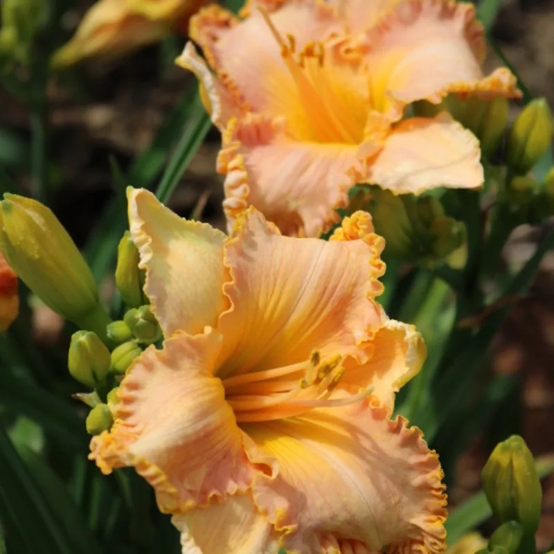 Spacecoast Starburst from Haley_Springs_Farm