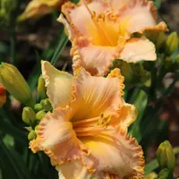 Spacecoast Starburst thumbnail