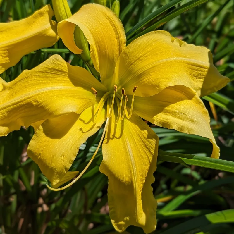 Faber Sabre from Haley_Springs_Farm