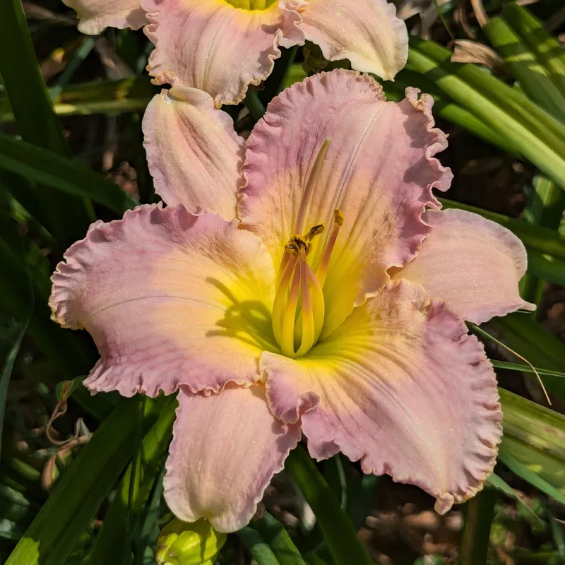 Panty Candy daylily bloom