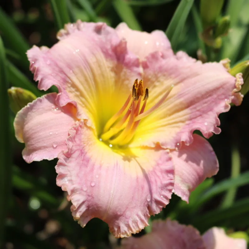 Panty Candy from Haley_Springs_Farm