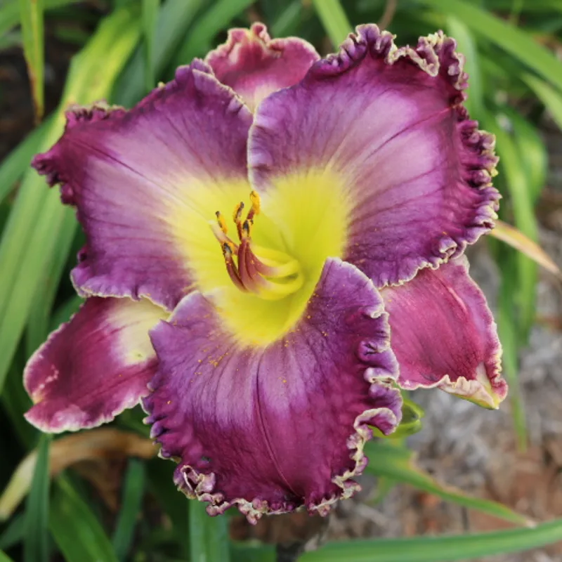 Desire of Nations from Haley_Springs_Farm
