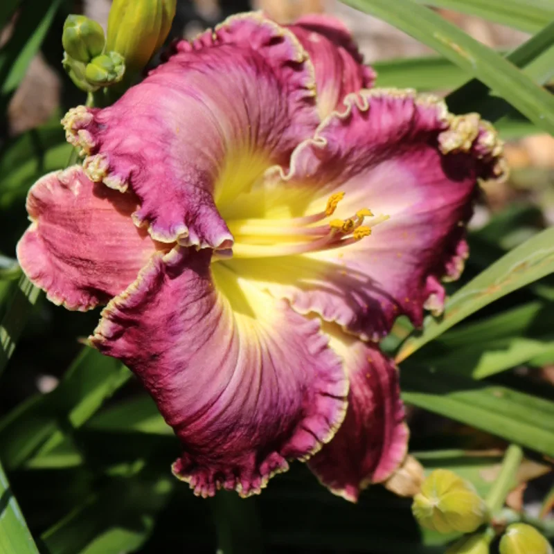 Desire of Nations from Haley_Springs_Farm