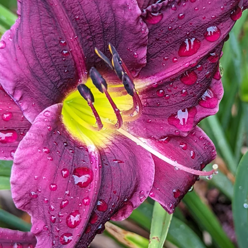 Grape Velvet daylily bloom