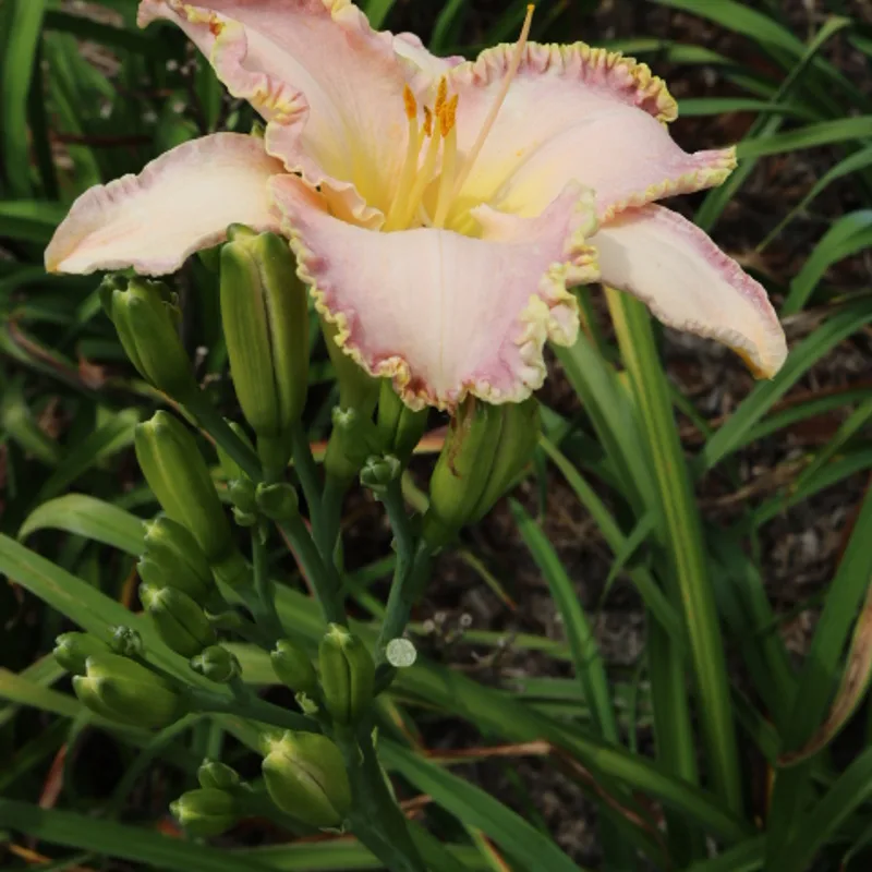 Willow Dean Smith from Haley_Springs_Farm