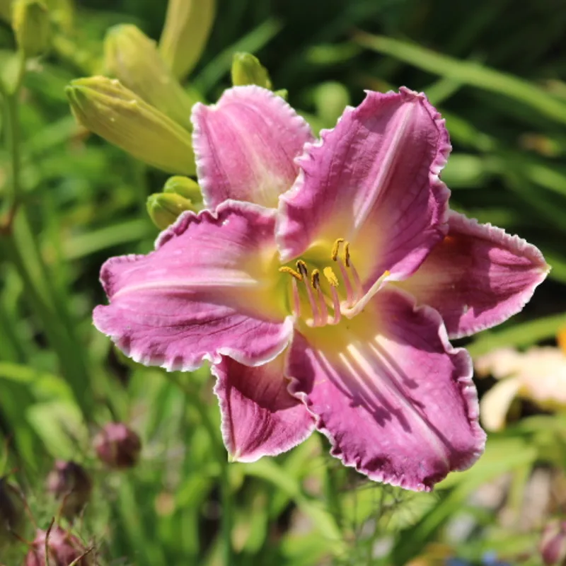 Jedi Blue Note from Haley_Springs_Farm