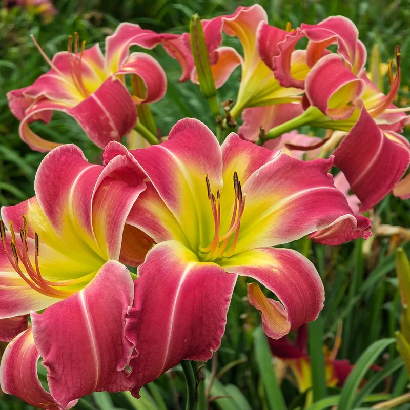Party Pants daylily bloom