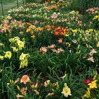 Haley_Springs_Farm thumbnail