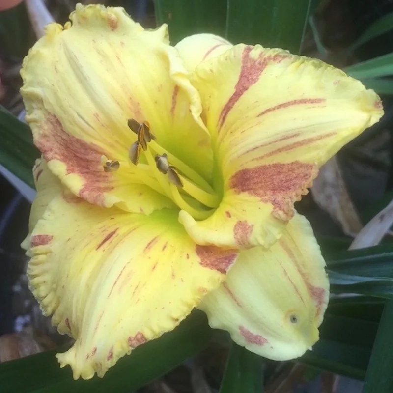 SONJA'S BROKEN SUNBEAM daylily bloom