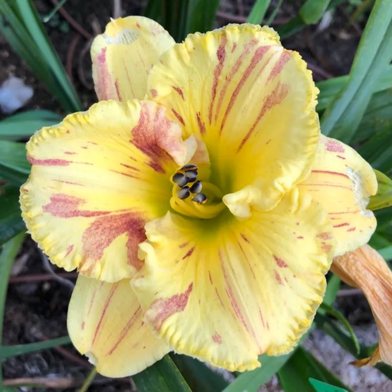 SONJA'S BROKEN SUNBEAM from starcrossedseeds