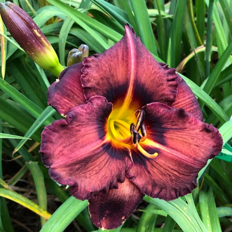 OWEN'S BURNT CHOCOLATE COOKIE from starcrossedseeds