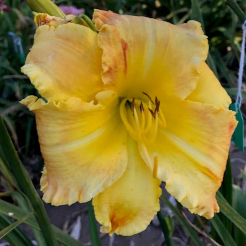 RONAN'S BURNING SUN daylily bloom