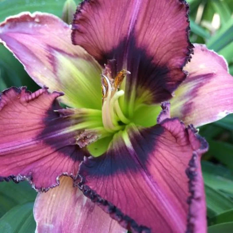 BLACK BRISTLES from starcrossedseeds