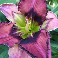 BLACK BRISTLES thumbnail