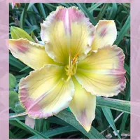 DONNA MEDINA thumbnail