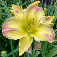 DONNA MEDINA thumbnail