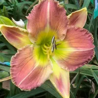 DONNA MEDINA thumbnail