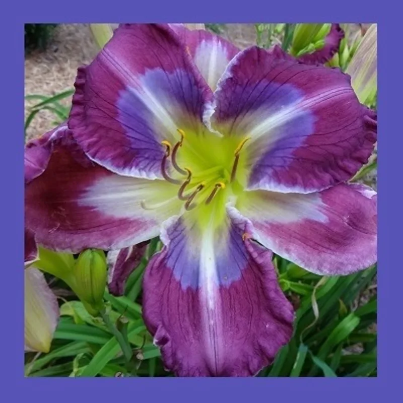 FLIRTING WITH BLUE from starcrossedseeds