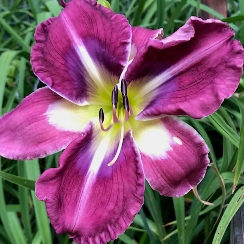 FLIRTING WITH BLUE from starcrossedseeds