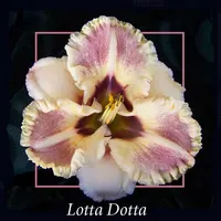 LOTTA DOTTA thumbnail