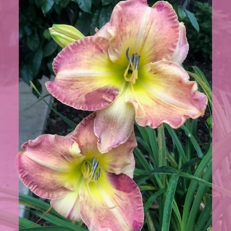 PICASSO'S SCHEHERAZADE from starcrossedseeds