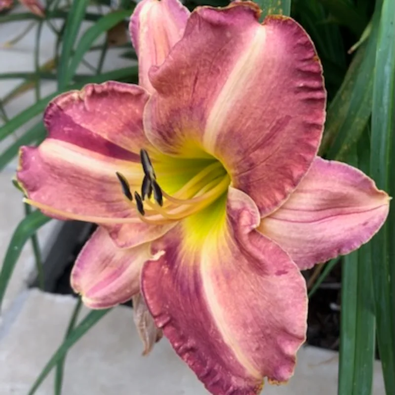 PICASSO'S SCHEHERAZADE from starcrossedseeds