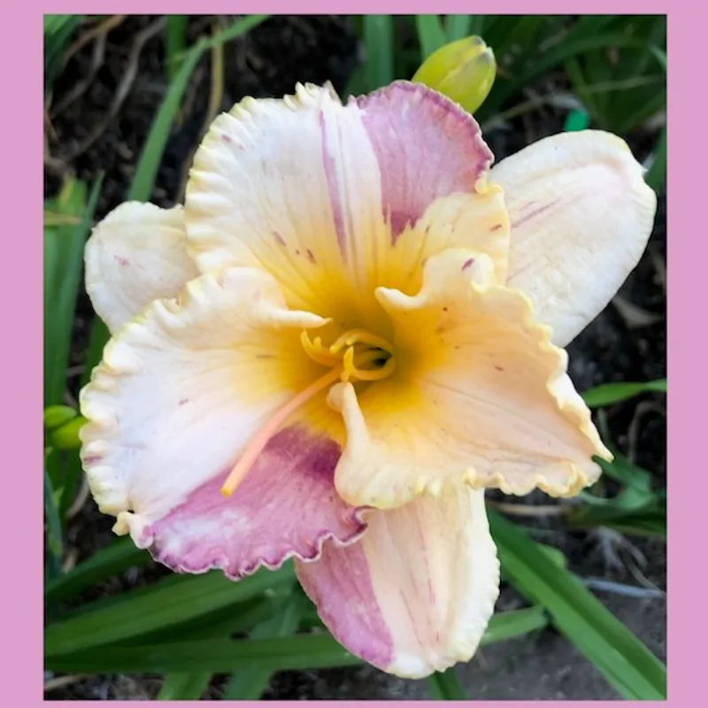 PINK SUGAR SPRINKLES from starcrossedseeds