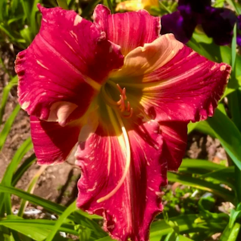 RICHARD J. HOWARD from starcrossedseeds