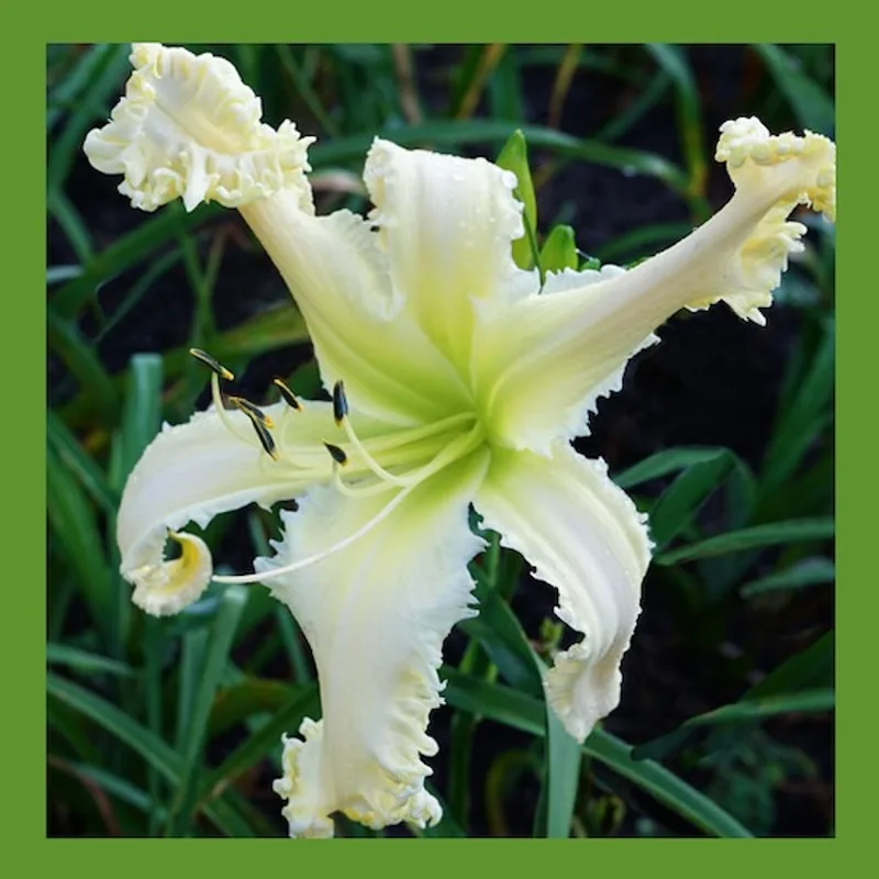 SPACECOAST WHITE WOLF daylily bloom
