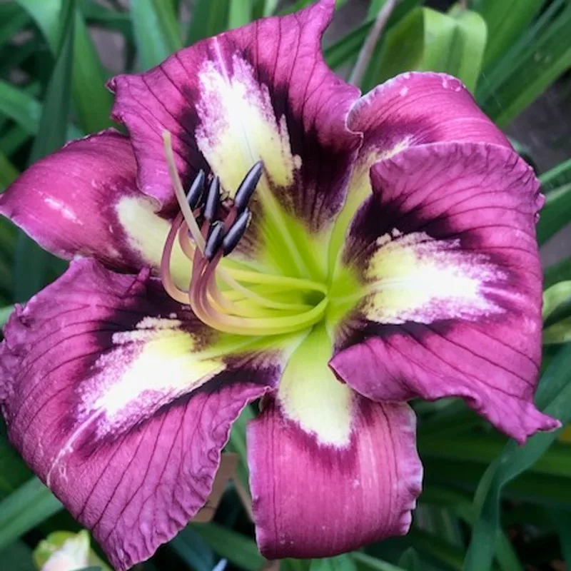 STELLAR IMPACT from starcrossedseeds