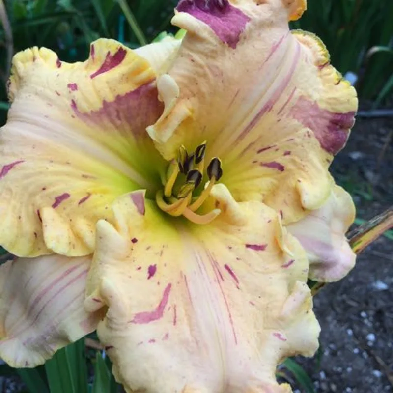 UNDEFINABLE from starcrossedseeds