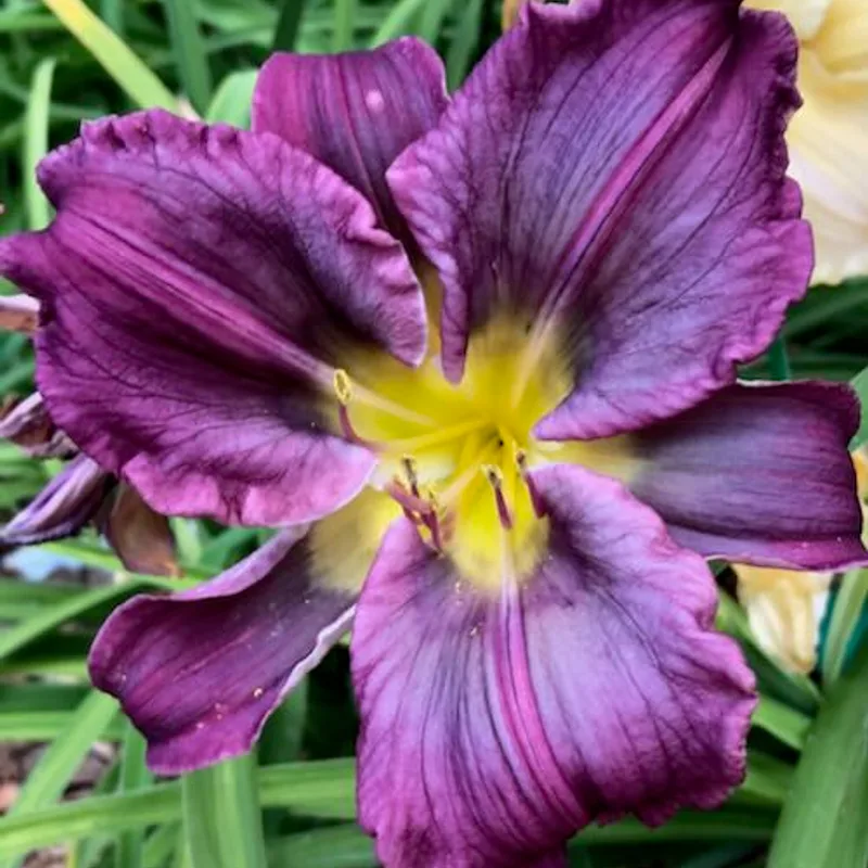 WOOD DRAGON from starcrossedseeds