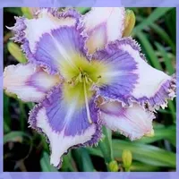 GENEVA BLUE MOON thumbnail