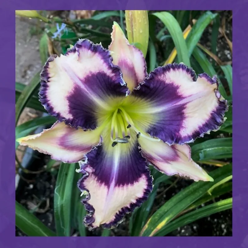GENEVA BLUE MOON from starcrossedseeds