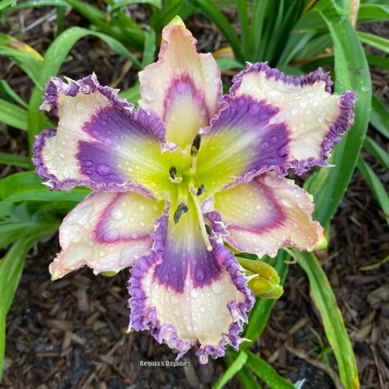GENEVA BLUE MOON from starcrossedseeds
