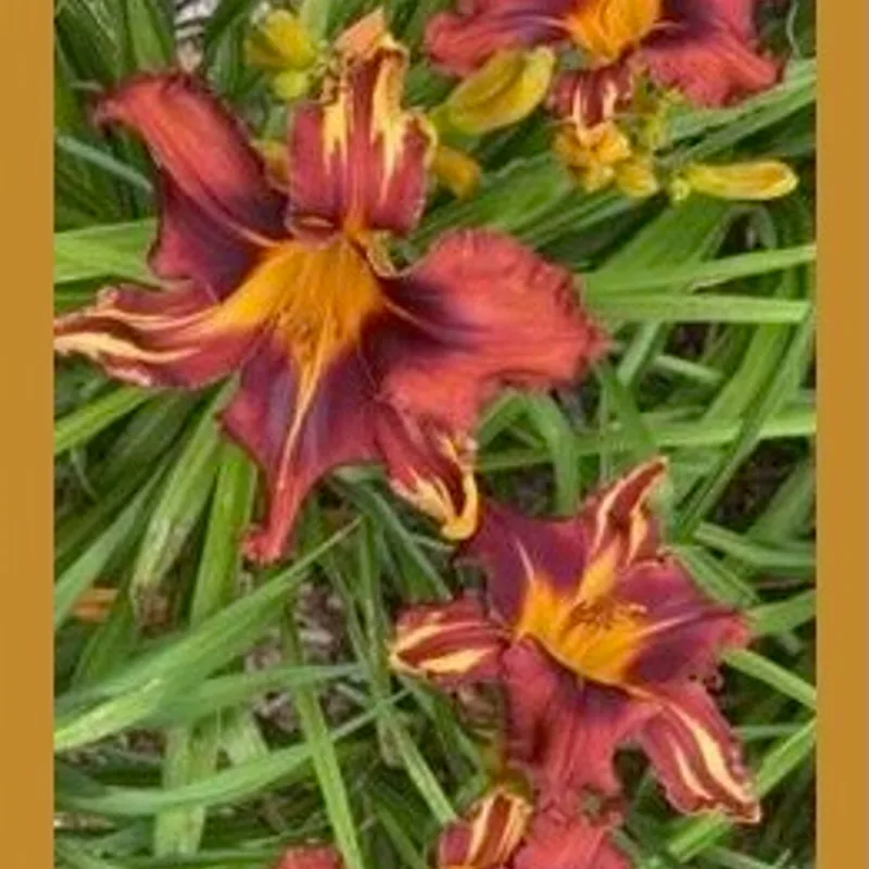 WALLINGFORD FLAMETHROWER from starcrossedseeds