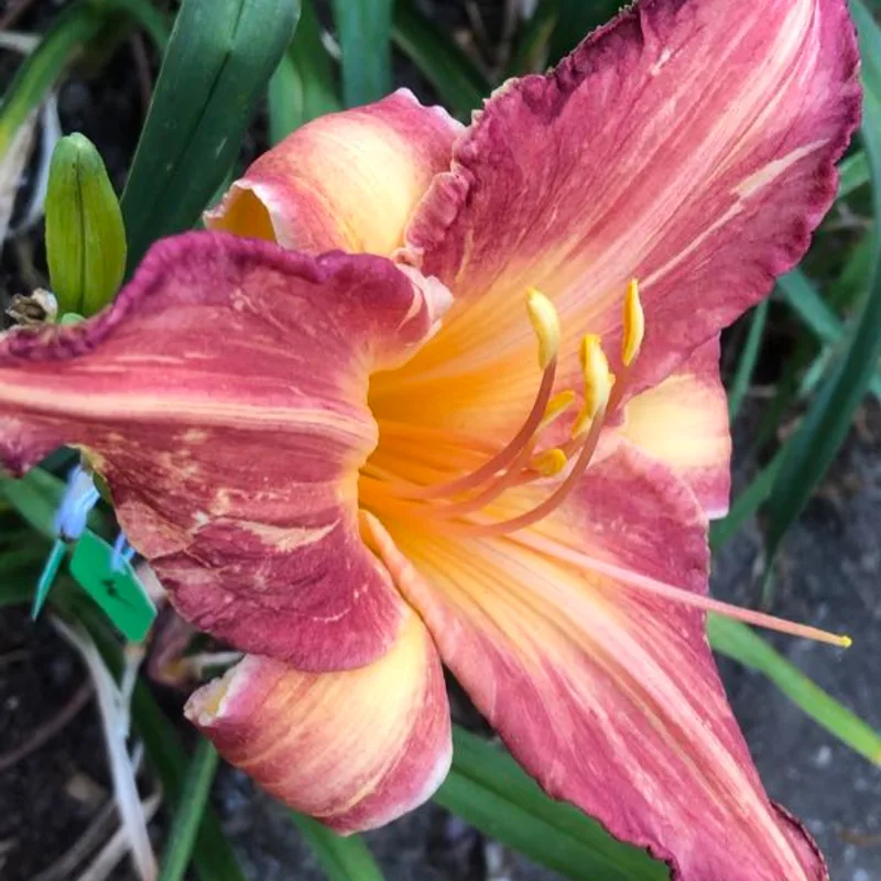 TET PINK STRIPES daylily bloom