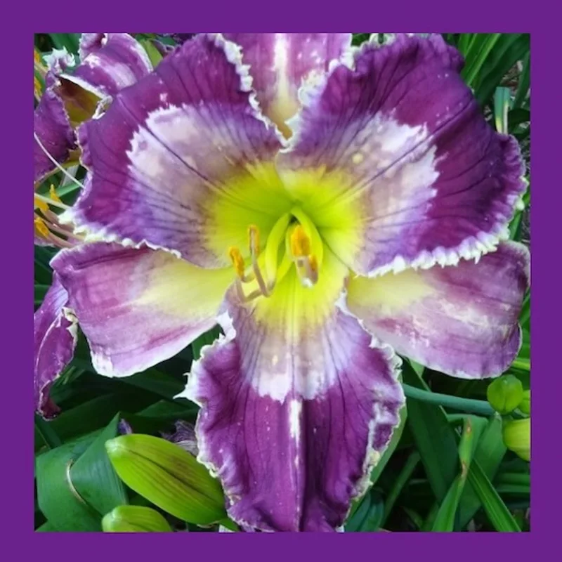 LIGHT FANDANGO daylily bloom