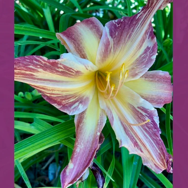PINK STRIPES daylily bloom