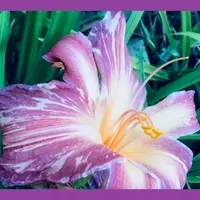 PINK STRIPES thumbnail
