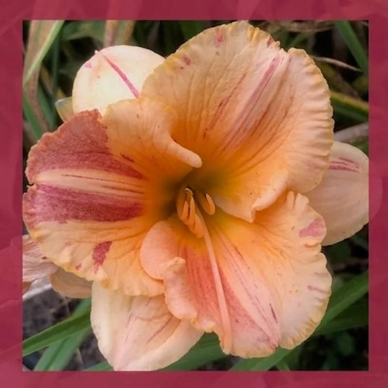 JACQUES’ GOLDFISH SPARKLES daylily bloom