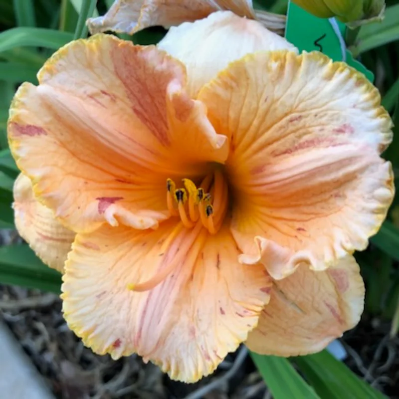 JACQUES’ GOLDFISH SPARKLES from starcrossedseeds