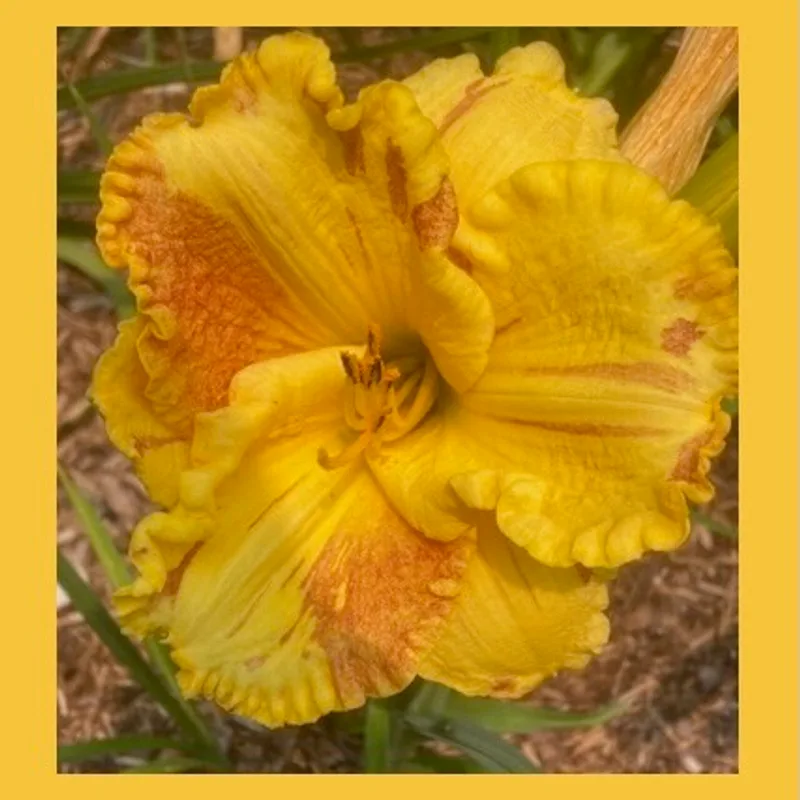 TATTERED LACE from starcrossedseeds