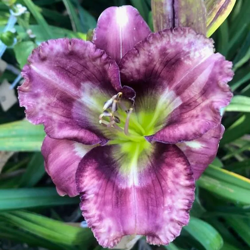 COSMIC WITCH daylily bloom
