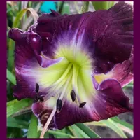 GHOST IN THE PURPLE RAIN thumbnail